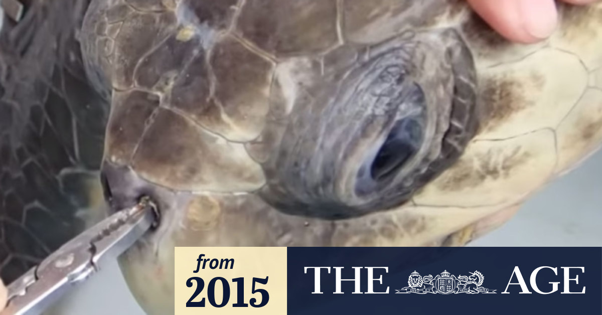 Plastic straw removed from turtle's nose by marine biologists